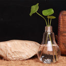 Vaso Hidropônico em Formato de Lâmpada Decorativa – Cultive Plantas com Estilo